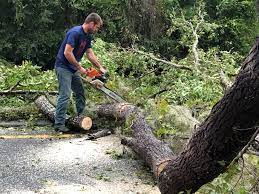 Best Tree Maintenance Programs  in Waldo, FL