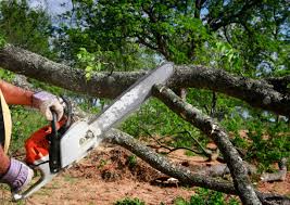 Lawn Renovation and Restoration in Waldo, FL