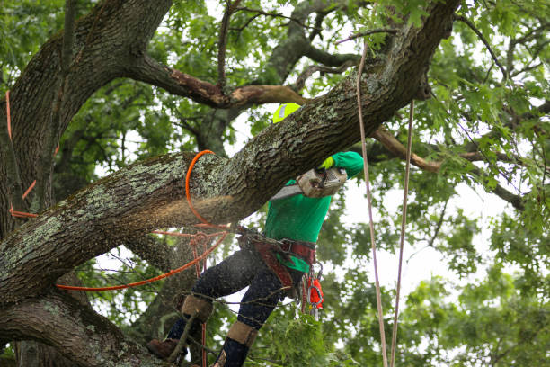 Professional Tree Care in Waldo, FL