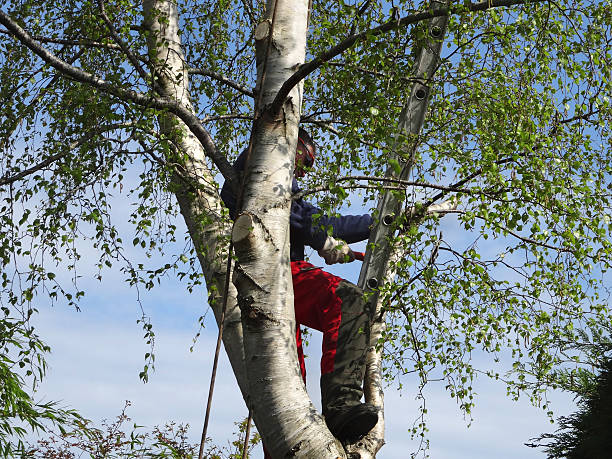 Best Root Management and Removal  in Waldo, FL